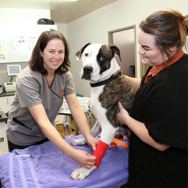 ourservices Lockyer Avenue Veterinary Hospital